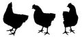 Silhouette of hens Royalty Free Stock Photo