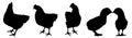 Silhouette of hens and two little chickens