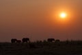 Silhouette of a herd of elepanhts at sunset in the Chobe National Park in Botswana