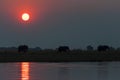 Silhouette of a herd of elepanhts at sunset in the Chobe National Park in Botswana