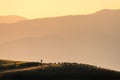 Silhouette of herdsman with herd of sheep, dogs on the hill Royalty Free Stock Photo