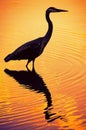Silhouette of a heron bird in the water during sunset Royalty Free Stock Photo