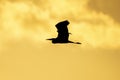 Silhouette of heron at the ricefields at sunset in Albufera de Valencia