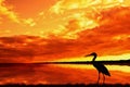 Silhouette of a heron on sunset background Royalty Free Stock Photo