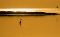 Silhouette of a heron, which stands in the water of the bay against the backdrop of the sea sunset. Royalty Free Stock Photo