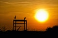 Silhouette of Herons at Sunset Royalty Free Stock Photo