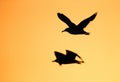 Silhouette of Heuglins gulls in flight during morning hours Royalty Free Stock Photo