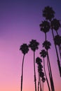 Silhouette of high palm trees with night sky