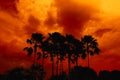 silhouette high palms in red orange night sky