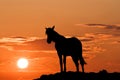 Silhouette of horse