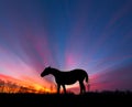 Horse Silhouette Sun Rays Royalty Free Stock Photo