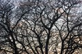 Silhouette of a horse chesnut tree branches in winter, abstract nature background