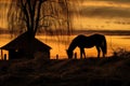 silhouette of horse eating hay at golden hour