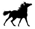 Running horse silhouette ~ Royalty Free Stock Photo