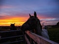 Silhouette of a horse by a gate and colorful sunset sky in the background. Nature theme scene Royalty Free Stock Photo