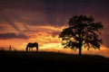 Silhouette of a horse grazing on a hill beside a tree under a beautiful sunset Royalty Free Stock Photo