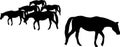 Silhouette of horse herd