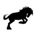 Silhouette of a horse in a jump. Horse on hind legs Royalty Free Stock Photo