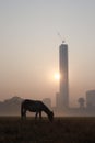 Silhouette of a horse in Kolkata Victoria memorial garden. Sunrise view of Kolkata city.