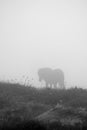 Silhouette of horse in mist with grass in foreground BW Royalty Free Stock Photo