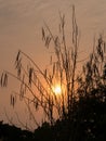 Silhouette of Horse radish tree, Drumstick (Moringa Oleifera Lam.) Royalty Free Stock Photo