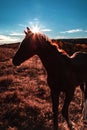 Silhouette of a horse in the rays of the morning rising sun on a pasture on a meadow against a background of blue sky Royalty Free Stock Photo