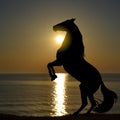 Silhouette of horse rearing up on a beach in the sunrise