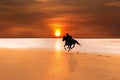 Silhouette of a horse and rider galloping Royalty Free Stock Photo