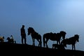 silhouette of a horse service provider with his horses