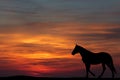 Silhouette of a horse standing on the background of a beautiful sunset Royalty Free Stock Photo