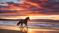 silhouette horse sunset and sea Royalty Free Stock Photo