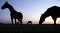 Silhouette of horses in meadow against colorful setting sun Royalty Free Stock Photo