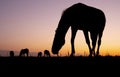 Silhouette of horses in meadow against colorful setting sun Royalty Free Stock Photo
