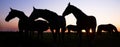 Silhouette of horses in meadow against colorful sky at sunset Royalty Free Stock Photo