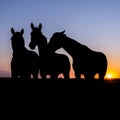 Silhouette of  horses in meadow against colorful sky at sunset Royalty Free Stock Photo
