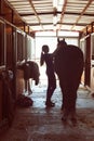 Silhouette of horsewomen owner harnessing the stallion in stable Royalty Free Stock Photo