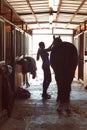 Silhouette of horsewomen owner harnessing the stallion in stable Royalty Free Stock Photo