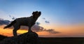 Silhouette of a howling dog on a rock in the sunset, pet travelling or hiking