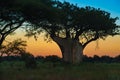Silhouette of huge Baobab Tree with beautiful colored sky at sunrise in Botswana. Silhouette of huge trunk and foliage of trees. Royalty Free Stock Photo