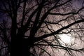 Silhouette of a huge old tree trunk with bare branches against the gloomy sky. Abstract natural grim background Royalty Free Stock Photo