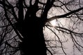 Silhouette of a huge old tree trunk with bare branches against the gray  gloomy sky. Abstract natural monochrome background Royalty Free Stock Photo