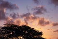 Silhouette of a huge tree during the golden hour of sunset. Some clouds lost in the sky