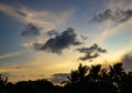 Silhouette of a huge tree during the golden hour of sunset. Some clouds lost in the sky