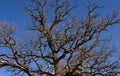 Silhouette of a white oak tree Royalty Free Stock Photo
