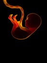 Silhouette of a human embryo on ultrasound examination in the womb during pregnancy. A baby with an umbilical cord Royalty Free Stock Photo