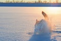 Silhouette husky dog in cloud snow dust in the sunset.