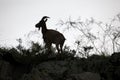 Silhouette of a ibex on background the sky Royalty Free Stock Photo