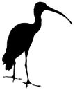 Silhouette of ibis