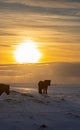 Silhouette of an Icelandic horse with the snowy ground at sunset, under a cloudy and orange sky due to the first rays of the sun Royalty Free Stock Photo