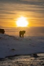 Silhouette of an Icelandic horse with the snowy ground at sunset, under a cloudy and orange sky due to the first rays of the sun Royalty Free Stock Photo